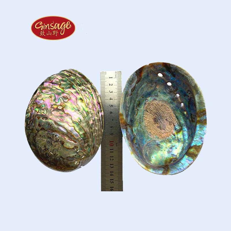 Selected Abalone Shell (4-6 Inches、11-14cm)